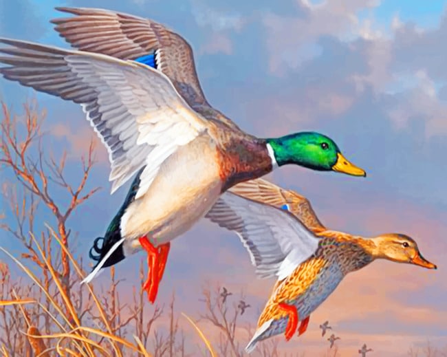 

Federal Ducks – Paint By Numbers - 40*50CM, 501 Original