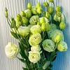 Last Day 50% Off 💐Eustoma Thornless Rose Lisanthus Seeds