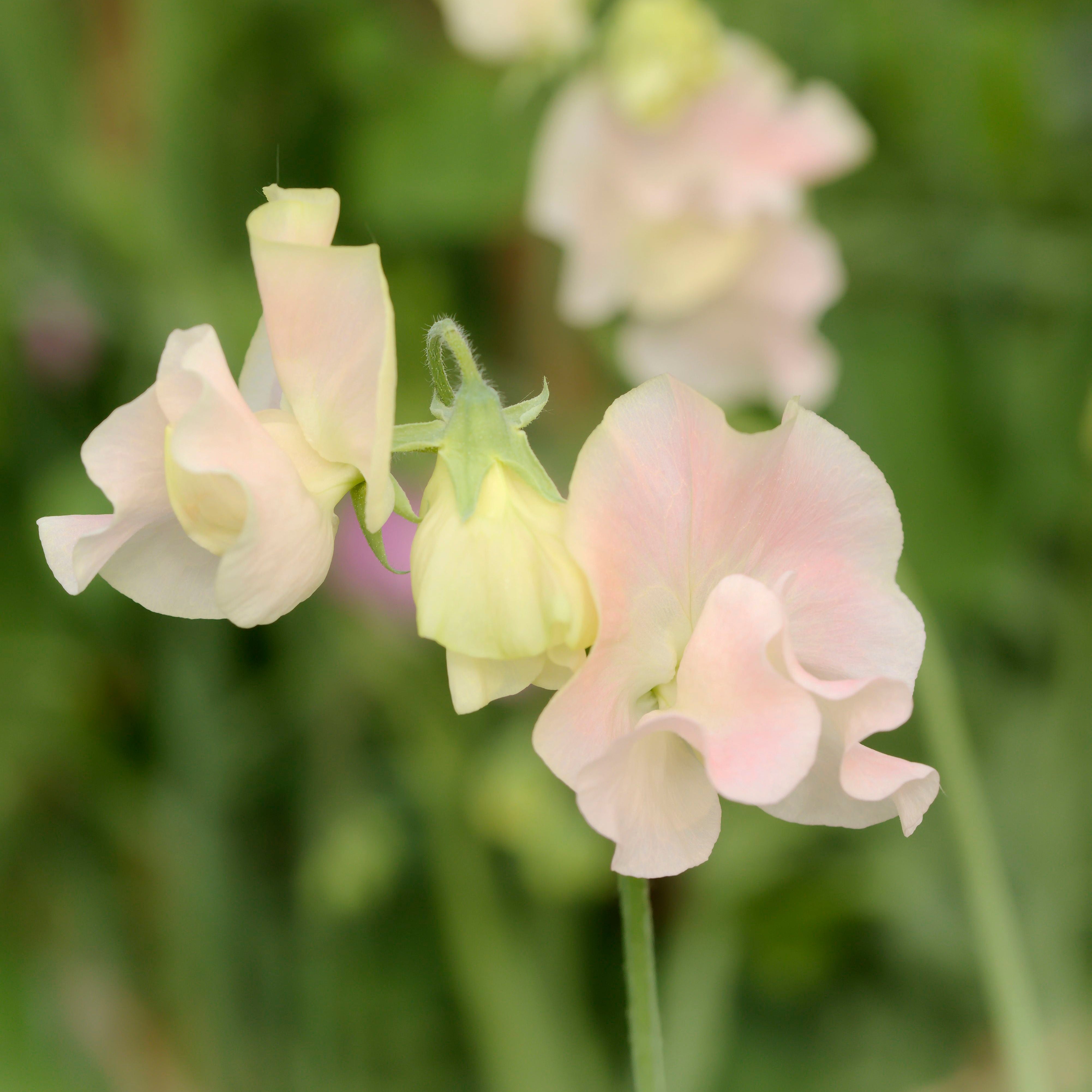 Sweet Pea Spring Sunshine Champagne Flower | X 10 Seeds