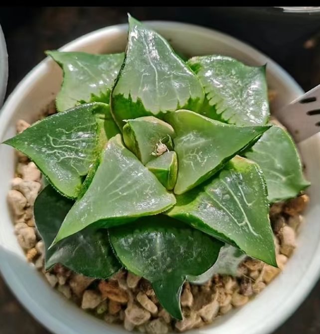 883.   Long xi   5-6cm  / Haworthia/ Succulent plants / Garden landscape / Carefully select healthy plants