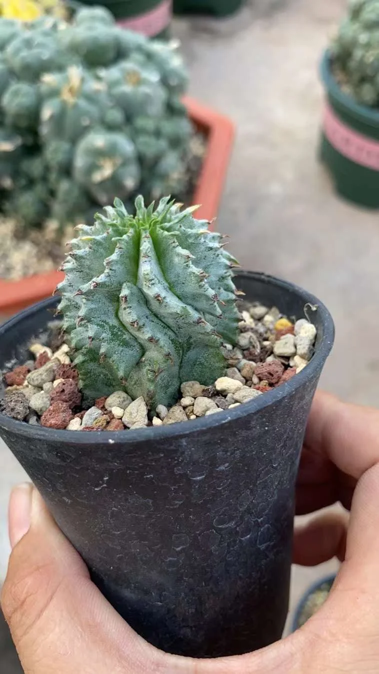 plant Aeonium Echeveria Haworthia  Caudex  Lithops Cactus  Agave 