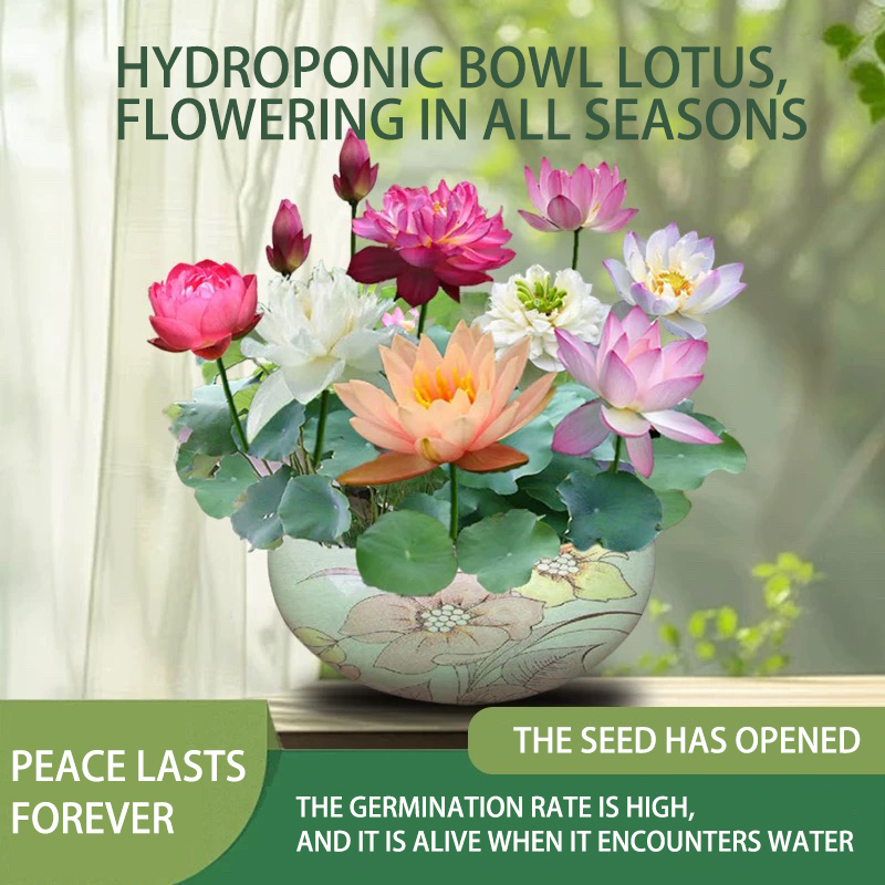 30pcs Mixed Color The Sacred Bonsai Lotus Flower Seeds Home Garden Decoration EB