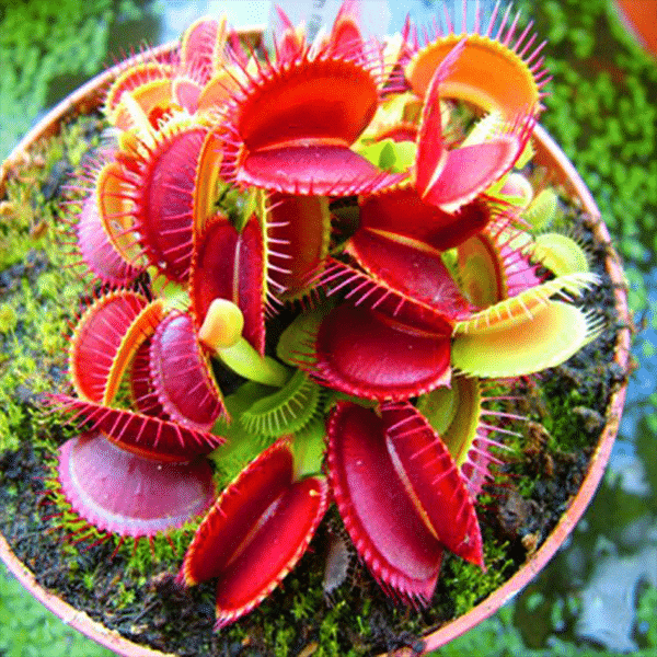 Venus Flytrap Seeds, Insectivorous Plant, Dionaea Muscipula, 100pcs/pack