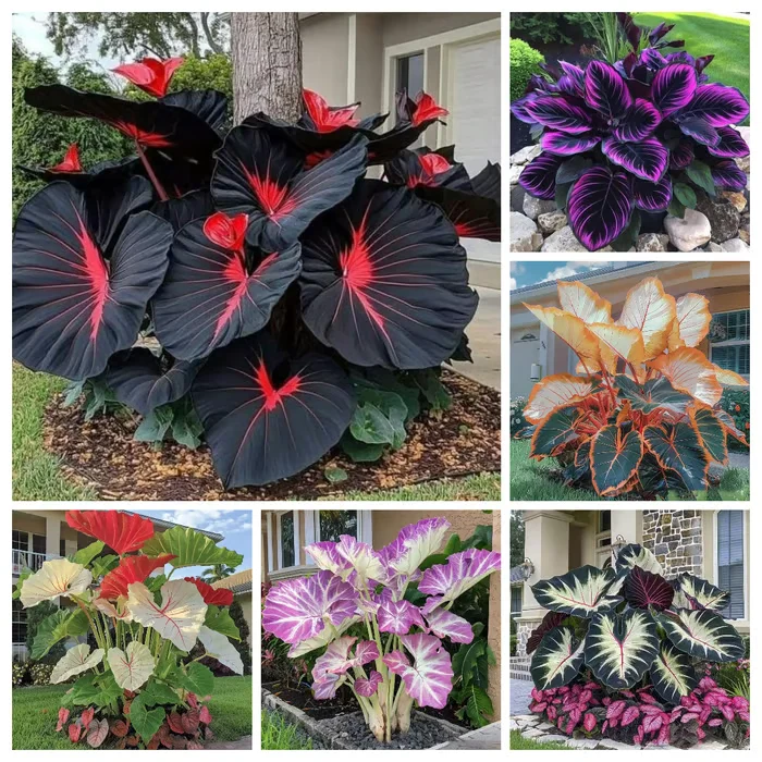 🎁2025 Special Offer🍃 Rare Coleus Flower Seeds🌿