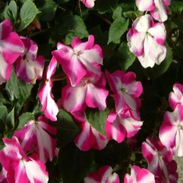 50Pcs Impatiens Seeds Cascade Beauty Violet Star (trailing) FLOWER SEEDS