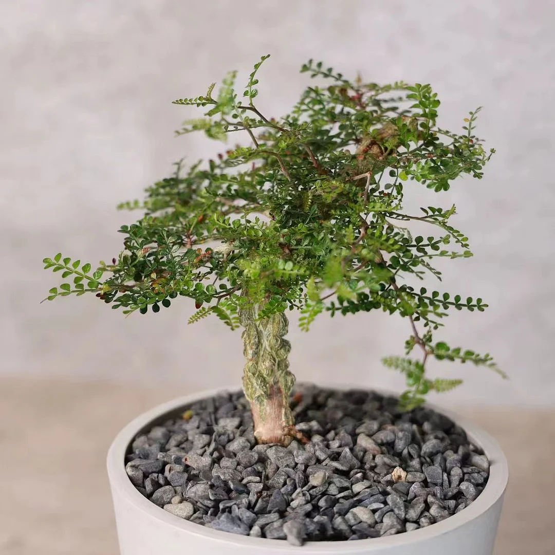 plant Aeonium Echeveria Haworthia  Caudex  Lithops Cactus  Agave 