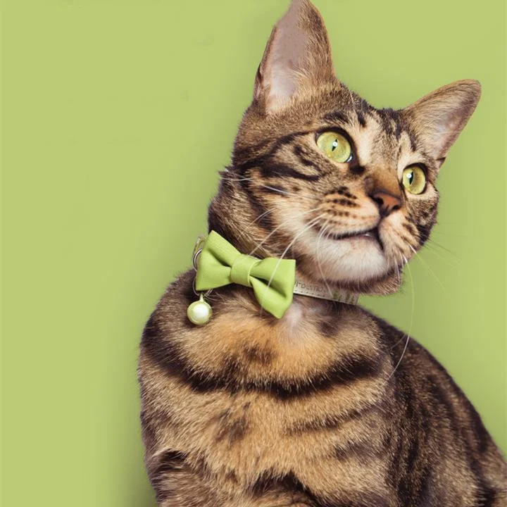 Adjustable Spring Series Cat Collar With Bell 1