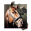 Horse - Partial Round Diamond Painting(45*45cm)