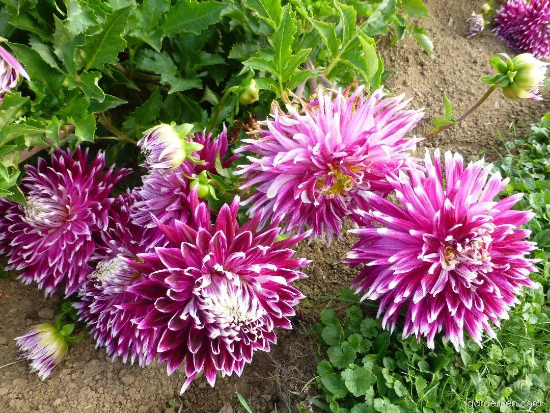 Photo Dahlia Vancouver - plant 1 | Garden-en.com
