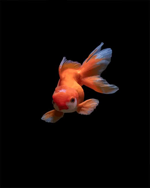 

Lovely Golden Fish – Paint By Numbers - 40*50CM, 501 Original