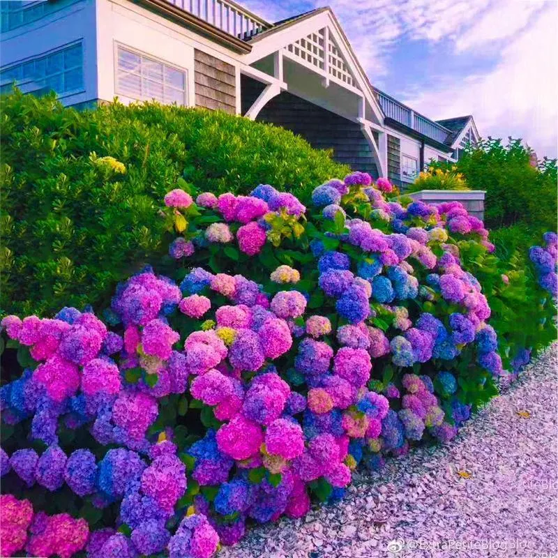 Hydrangea Seed: Beautiful, reunion and gratitude