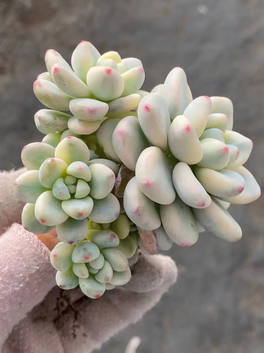 plant Aeonium Echeveria Haworthia  Caudex  Lithops Cactus  Agave 