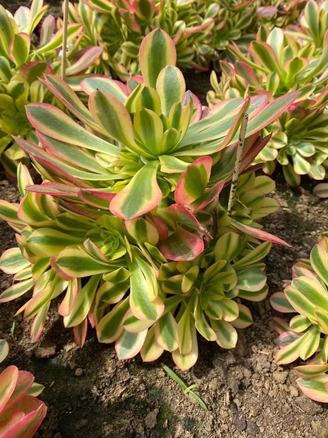 plant Aeonium Echeveria Haworthia  Caudex  Lithops Cactus  Agave 