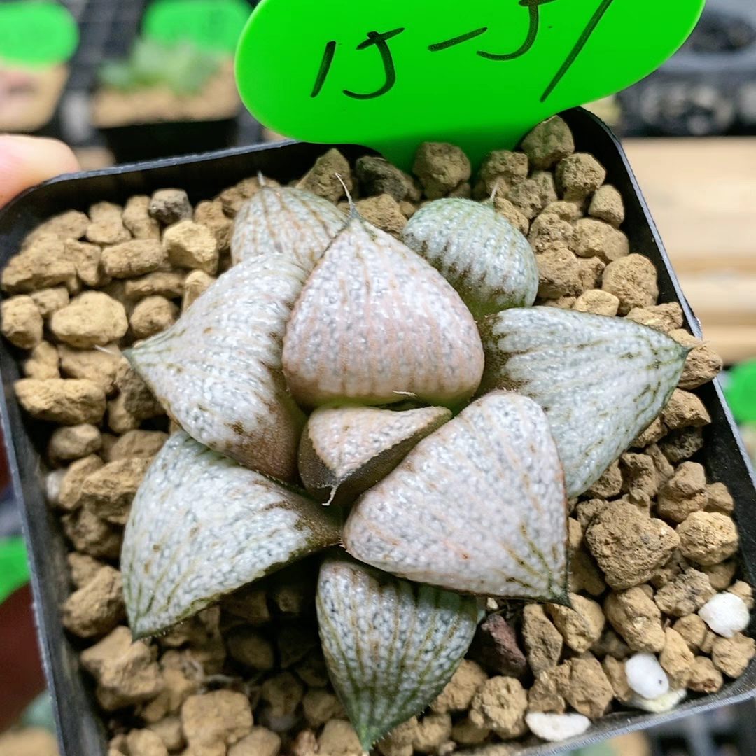 945.Haworthia samurai red 4-5cm / Haworthia/ Succulent plants / Garden landscape / Carefully select healthy plants
