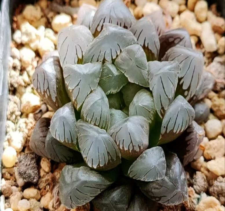 plant Aeonium Echeveria Haworthia  Caudex  Lithops Cactus  Agave 