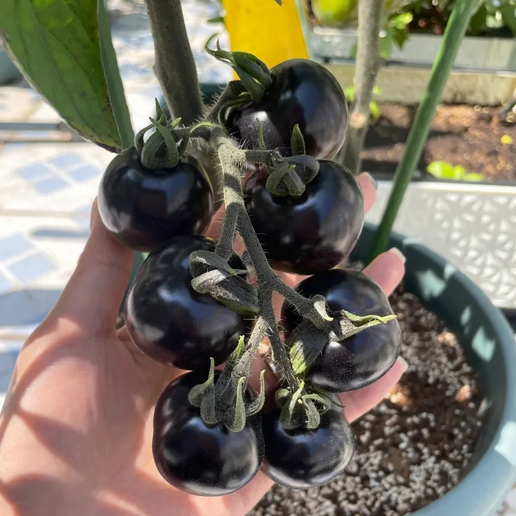The most popular fruit🏆-Black Pearl Tomato🍅