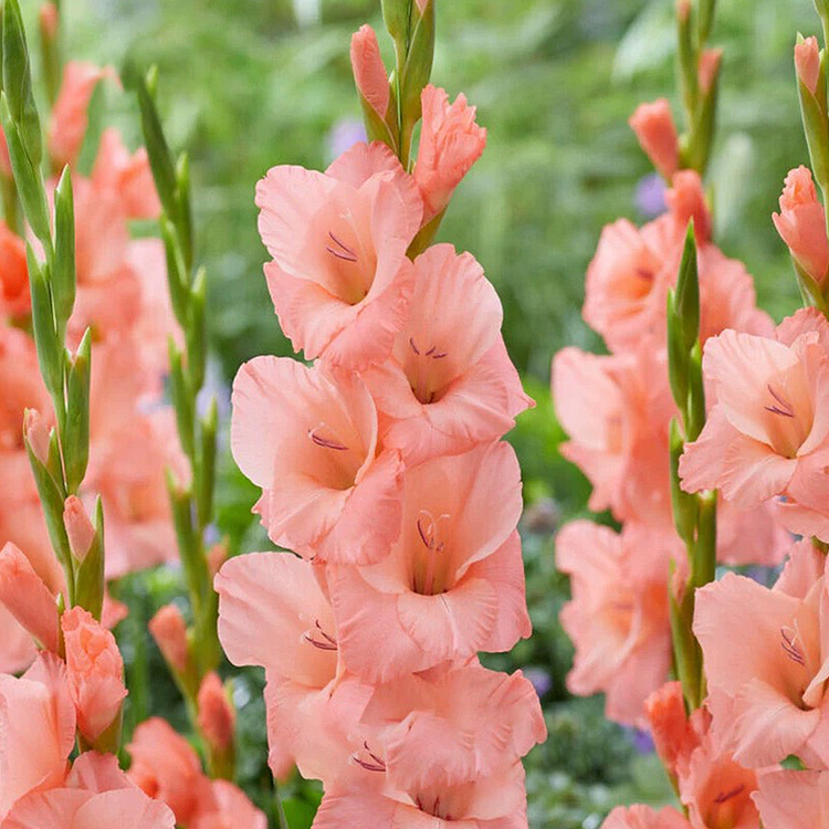 Gladiolus Flower Bulbs