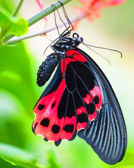 

Scarlet Swallowtail Butterfly – Paint By Numbers - 40*50CM, 501 Original