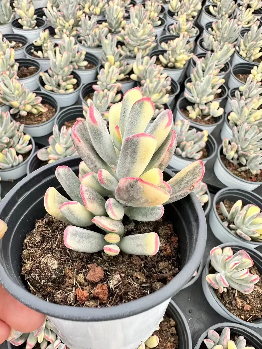 plant Aeonium Echeveria Haworthia  Caudex  Lithops Cactus  Agave 