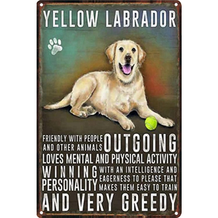 Yellow Labrador Dog - Out Going And Very Greedy Vintage Tin Signs/Wooden Signs - 7.9x11.8in & 11.8x15.7in