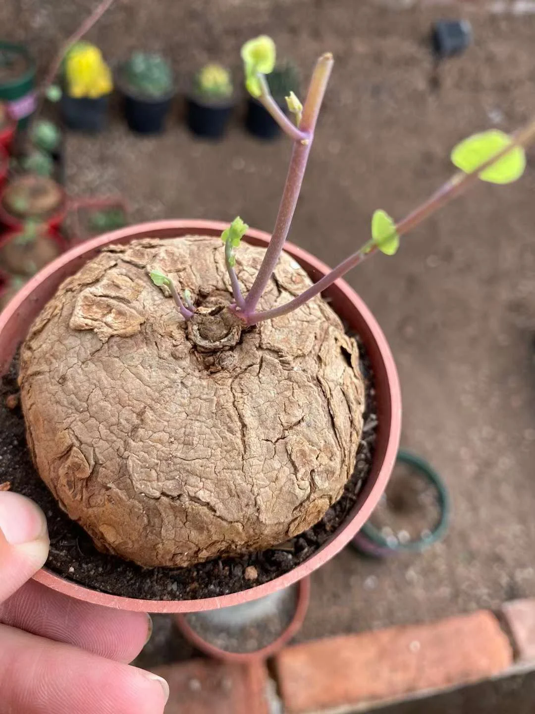 plant Aeonium Echeveria Haworthia  Caudex  Lithops Cactus  Agave 