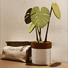 Monstera coaster creative table decoration simulation plant potted magnetic insulation pad tree leaf anti-scalding pad