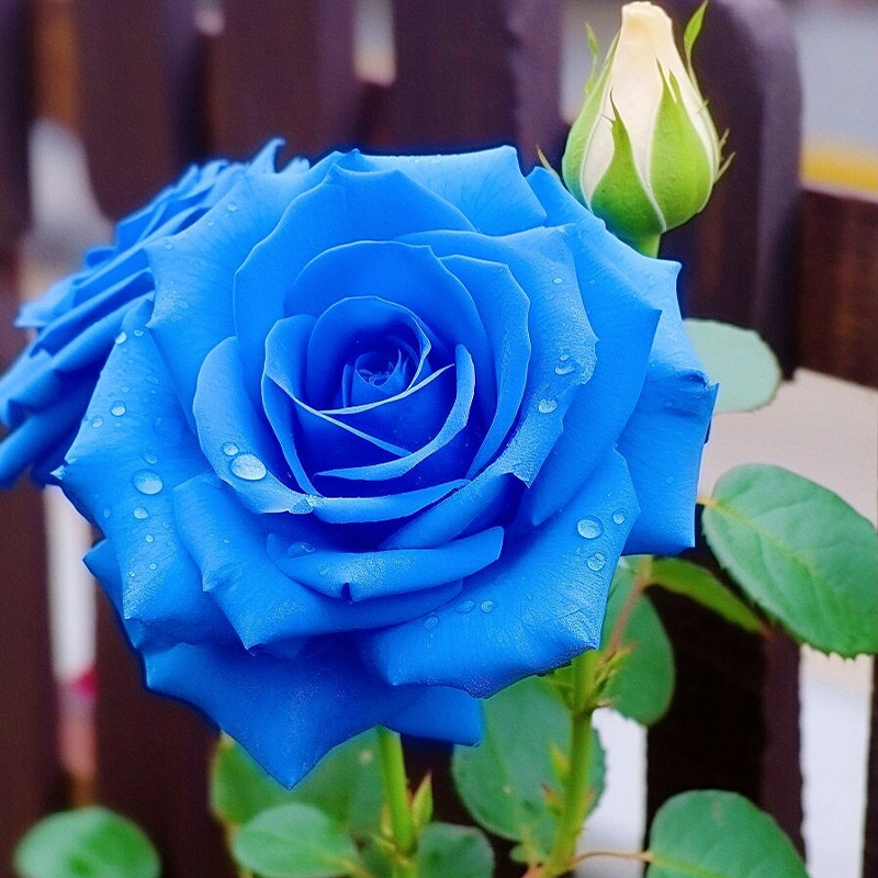 Rare Klein Blue Fairy Rose Seeds