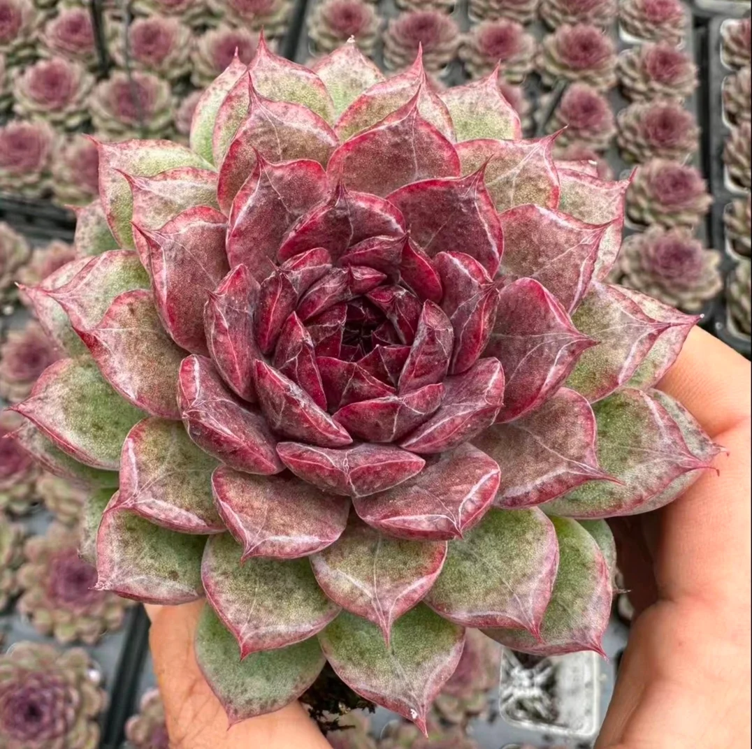 plant Aeonium Echeveria Haworthia  Caudex  Lithops Cactus  Agave 
