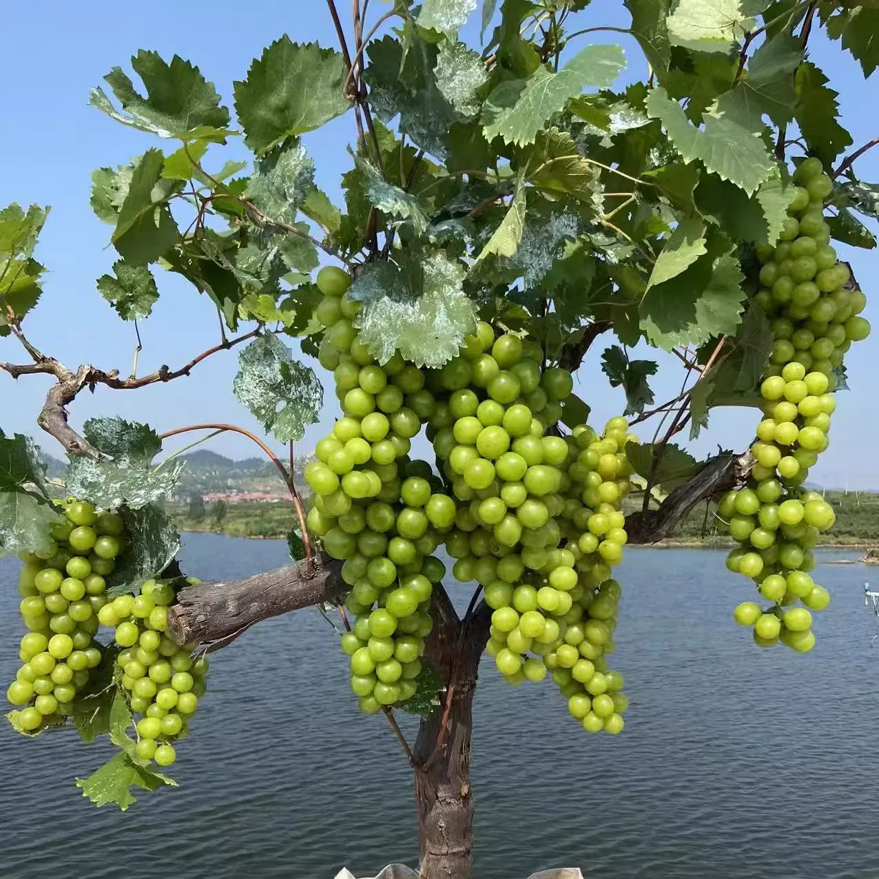 Shine Muscat Tree Seeds-Sunshine Rose Grape（🪴Can be potted）