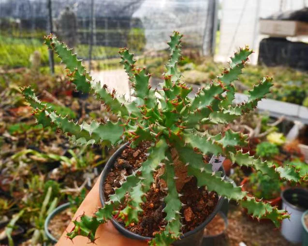 plant Aeonium Echeveria Haworthia  Caudex  Lithops Cactus  Agave 