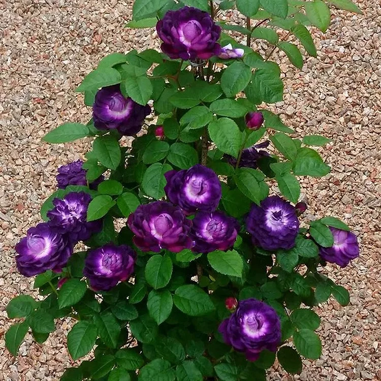 Purple Cardinal de Richelieu Rose Seeds