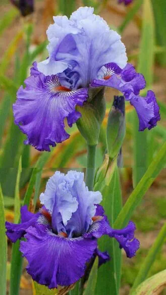 Purple Iris Seeds