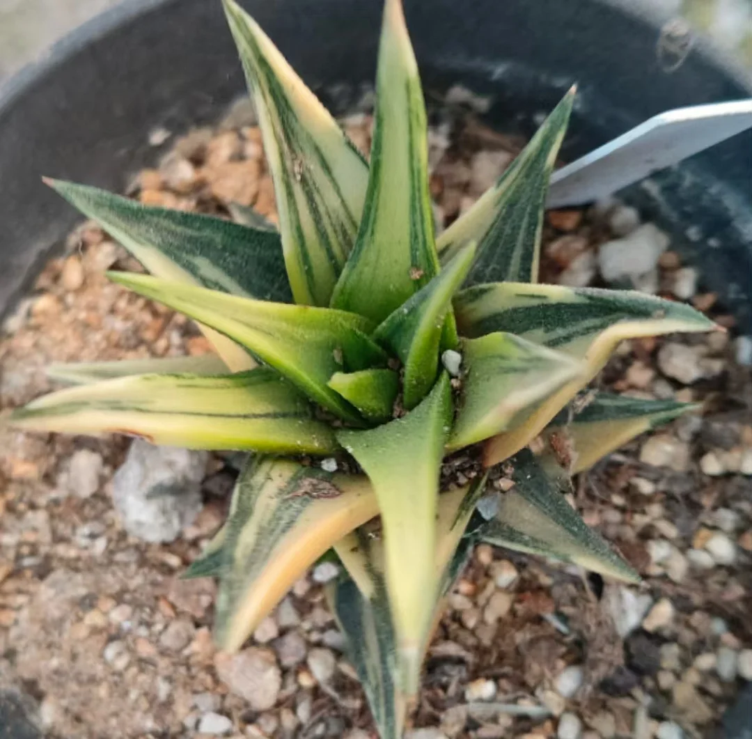onestock.Haworthia Tortuosa F Alba Variegated  4cm/ Haworthia/ Succulent plants / Garden landscape / Carefully select healthy plants