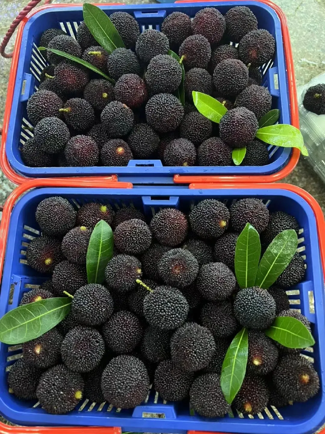 Giant Bayberry: Ping-Pong Ball Size, ⭐Strawberry-Cherry Fusion Flavor