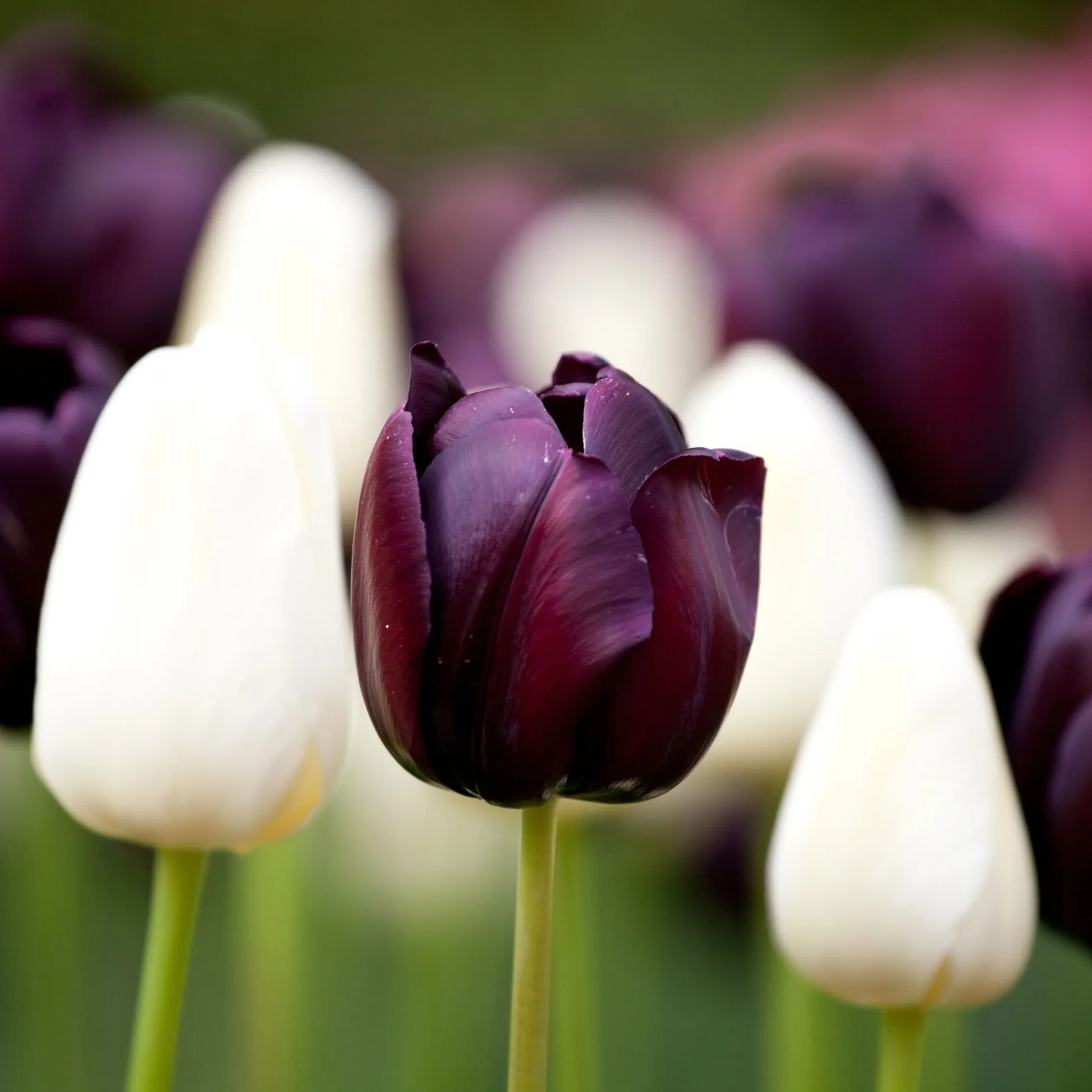 Queen of the Night Tulip Seeds