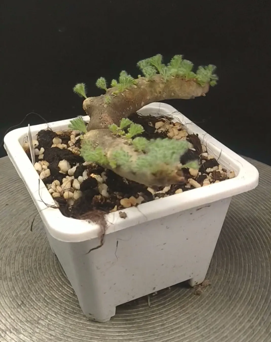 plant Aeonium Echeveria Haworthia  Caudex  Lithops Cactus  Agave 