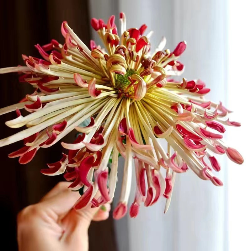 Mixed Spider Mums Flower Seeds-Over 20 Colors
