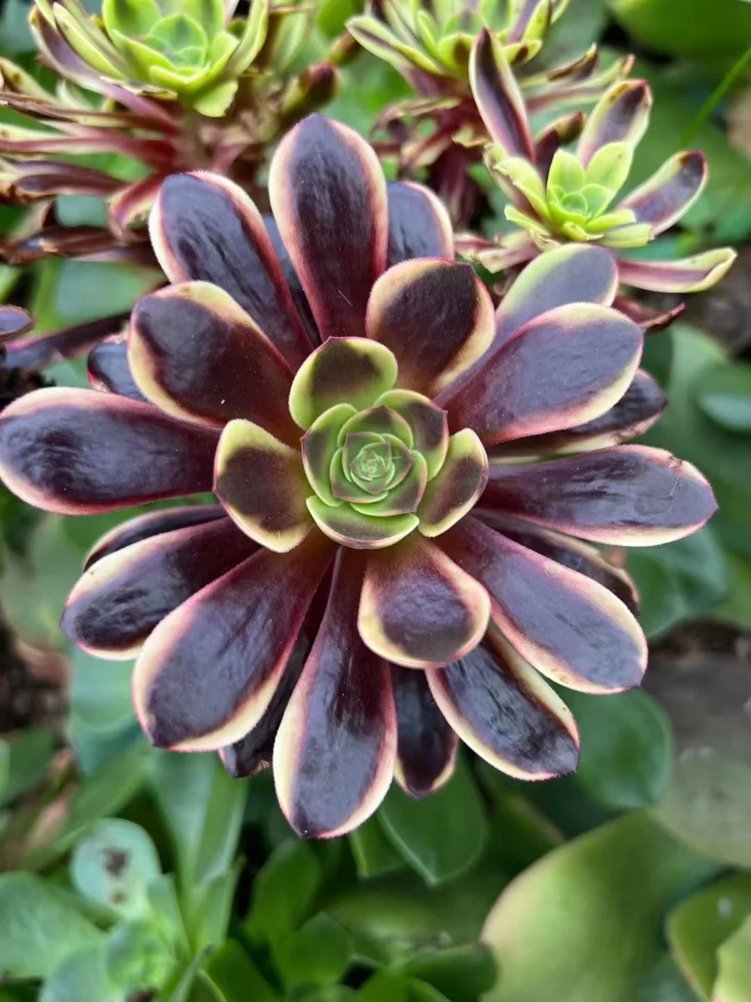 plant Aeonium Echeveria Haworthia  Caudex  Lithops Cactus  Agave 