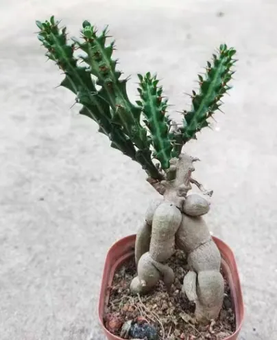 plant Aeonium Echeveria Haworthia  Caudex  Lithops Cactus  Agave 