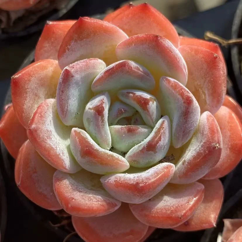 plant Aeonium Echeveria Haworthia  Caudex  Lithops Cactus  Agave 