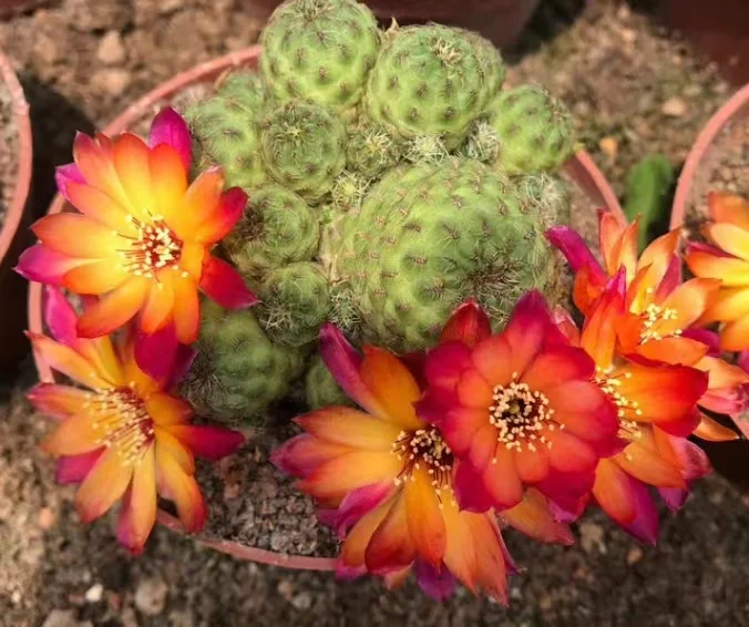 plant Aeonium Echeveria Haworthia  Caudex  Lithops Cactus  Agave 