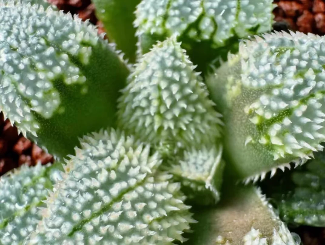 plant Aeonium Echeveria Haworthia  Caudex  Lithops Cactus  Agave 