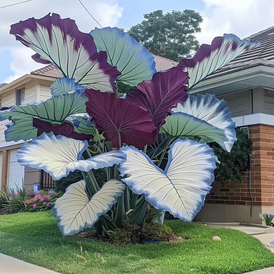 🌈 Giant Caladium Bulbs 🎊The color wizard that creates a dream garden 🌿✨