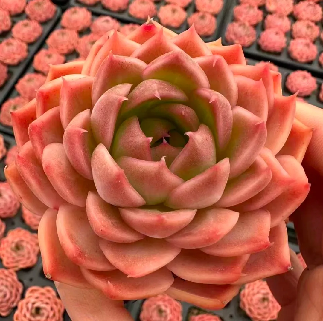 plant Aeonium Echeveria Haworthia  Caudex  Lithops Cactus  Agave 