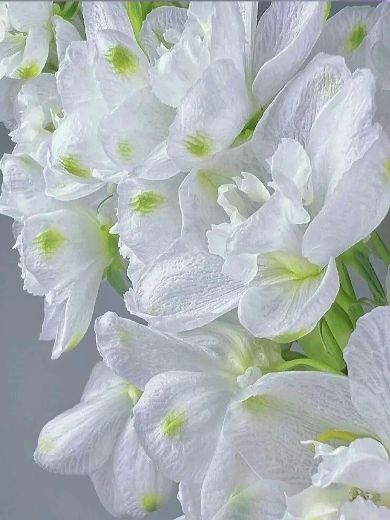 Delphinium Seeds-Mixed 7 Colors