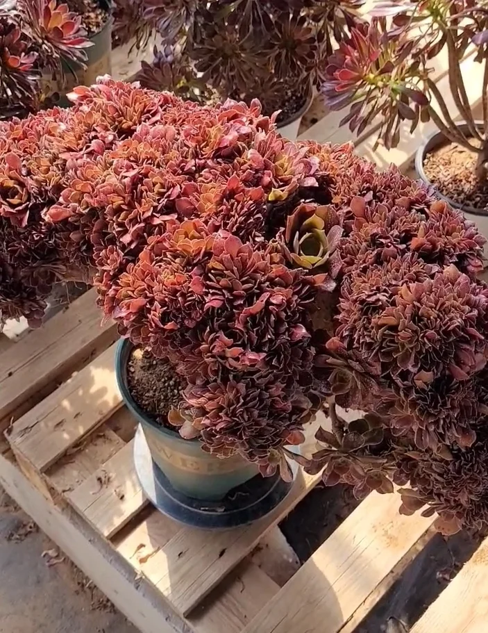 plant Aeonium Echeveria Haworthia  Caudex  Lithops Cactus  Agave 