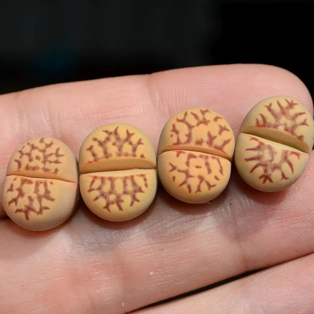 plant Aeonium Echeveria Haworthia  Caudex  Lithops Cactus  Agave 