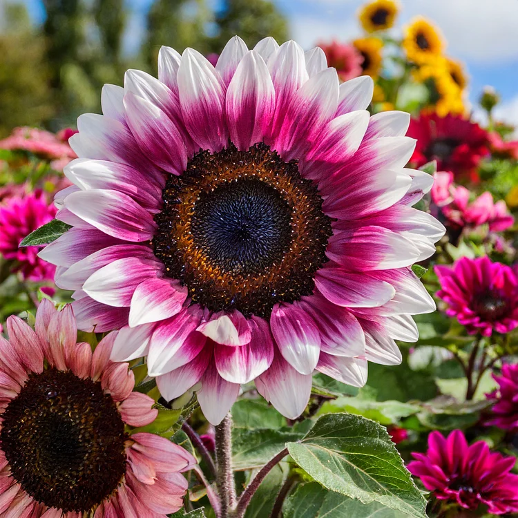 🔥Last Day Promotion 48% OFF-🌼-Strawberry Blonde Hybrid Sunflower Seeds- 98% Germination