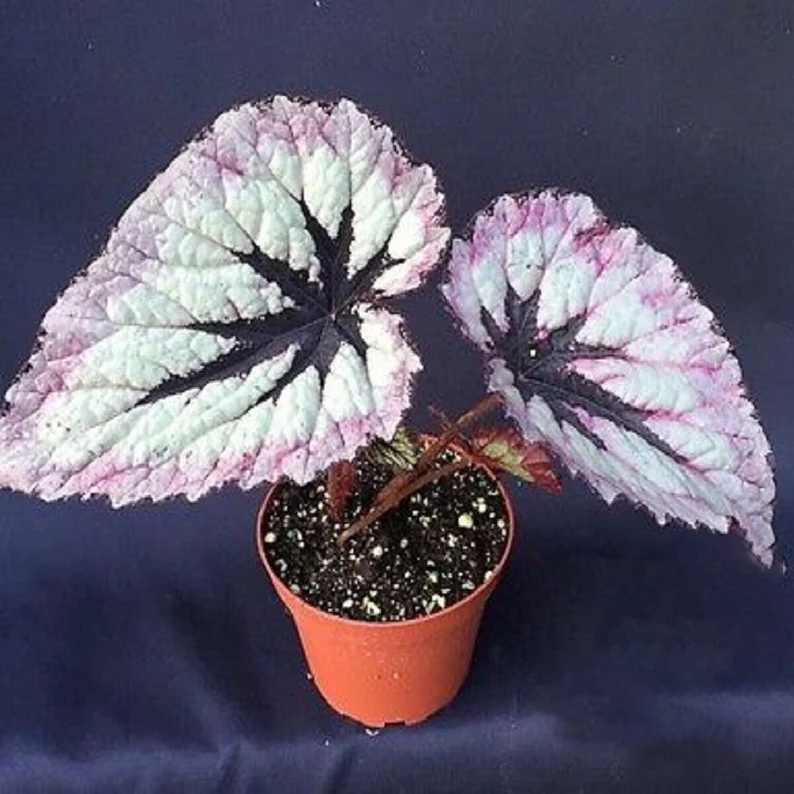 Fire Woman Seeds -- Harmony's Rex Begonia