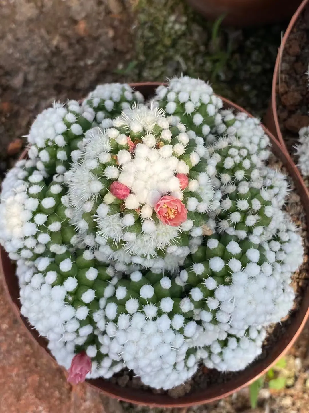 plant Aeonium Echeveria Haworthia  Caudex  Lithops Cactus  Agave 